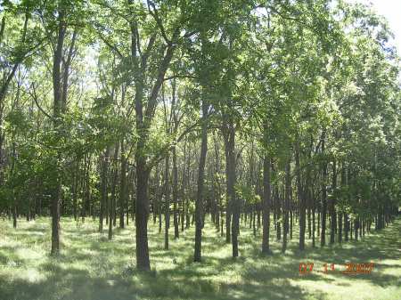 Bl_Walnut_WI
Black walnut plantation on 10 x 10 spacing. Getting good height growth, and some pruning. 
