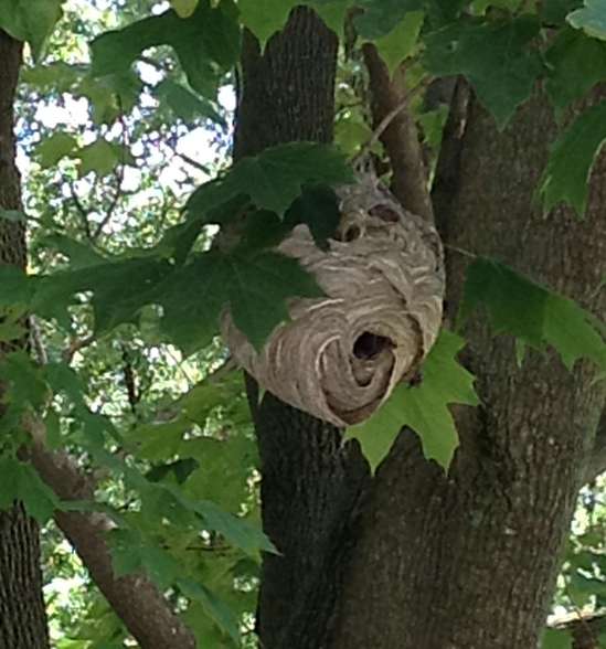 Paper wasp nest
Under construction
