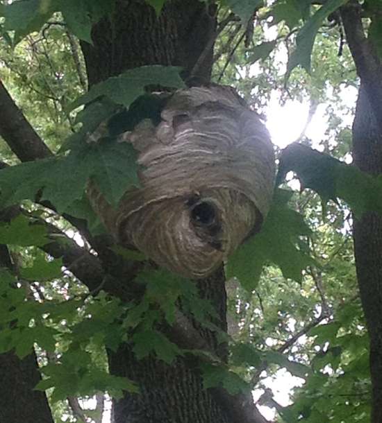 Bald-faced Hornet nest
