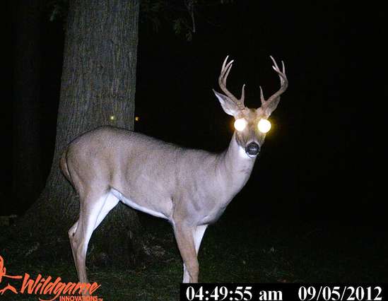 9_05 young_buck
