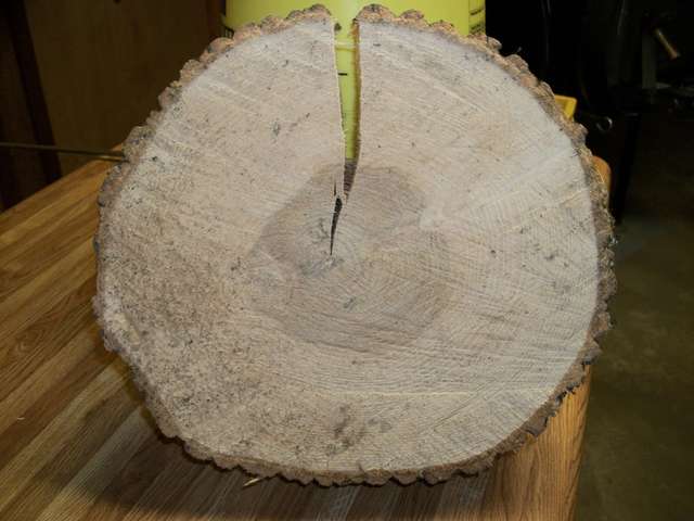 White ash
Showing drying check
