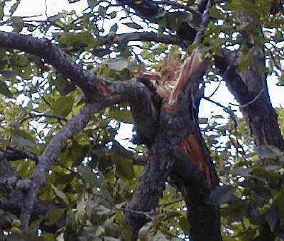 Hickory_Limb_hanging
About ready to fall with one more well-placed shotgun blast.
Keywords: limbshot