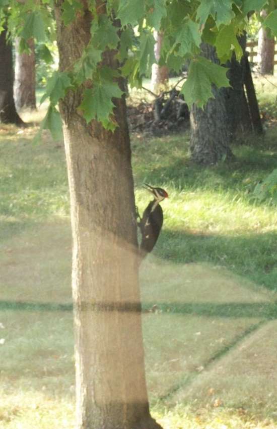 Pileated woodpecker
Flew into the window, and recovered sitting on this maple
