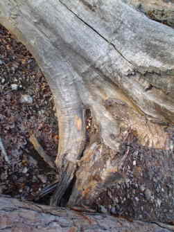 walnut root ball

