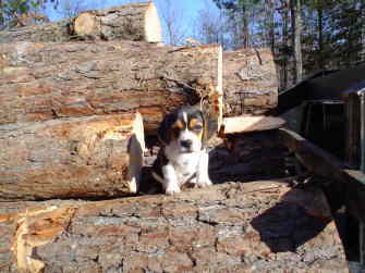 New log dog
