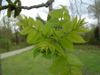 Walnut leaves

