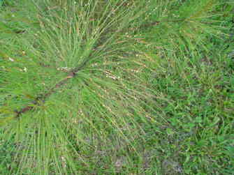 pine needles
