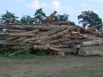 Cedar Log Scale Chart