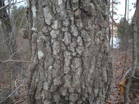 Turkey track oak
