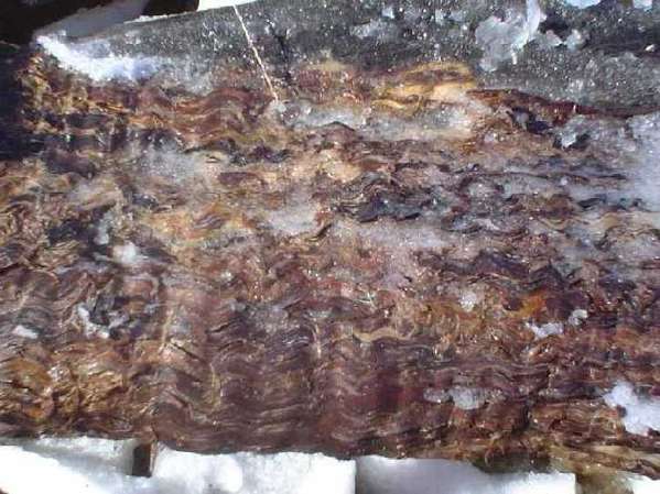 Bark of quilted ERC
