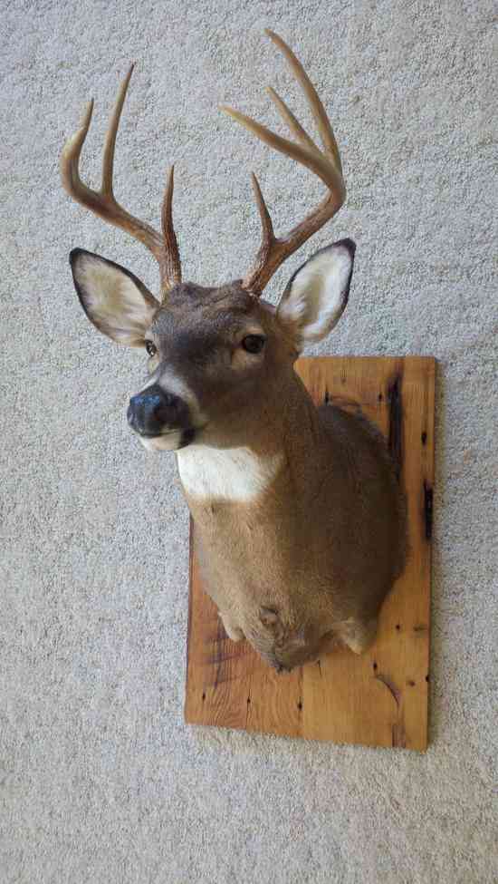 Deer mount
Not a monster but my biggest ever.

