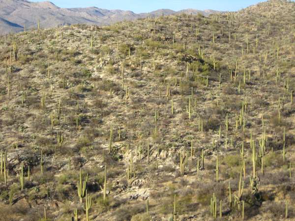 Saguaro National Park
Field of Cacti
