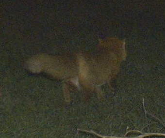 lil fox
this little guy set off my gamecam this morning.
