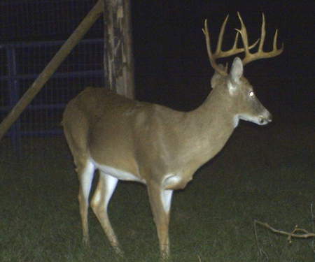 12 point buck
right in the front yard!!
