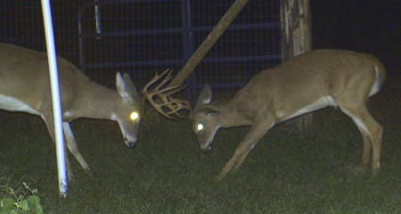 buck fight
12 point buck sparing with a little 6 pointer in my front yard
