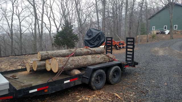 White oak logs
