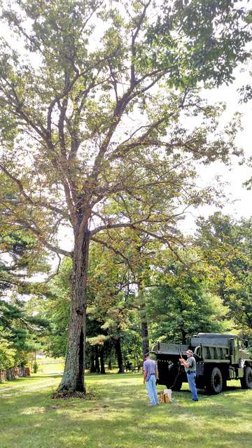 Chestnut oak
