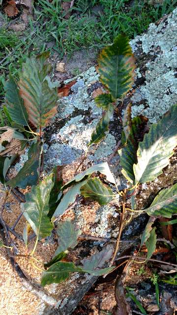 Chestnut oak leaves 
