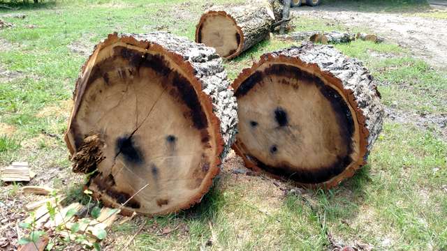 Chestnut oak after 1 week
