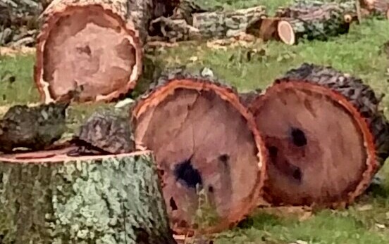 Chestnut oak just cut
