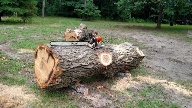 Splitting a Chestnut oak 1
