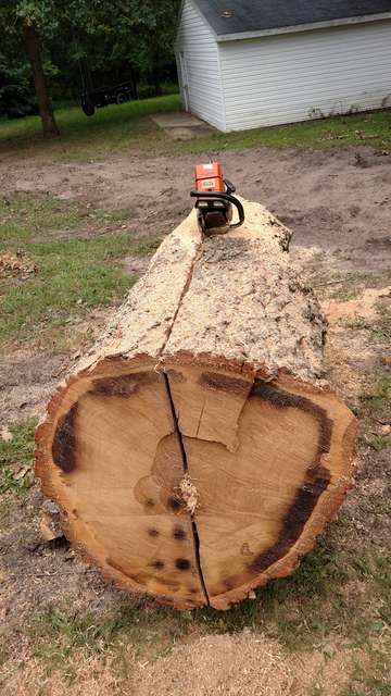 Splitting a Chestnut oak 2
