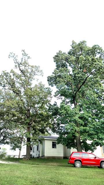 Chestnut oaks
