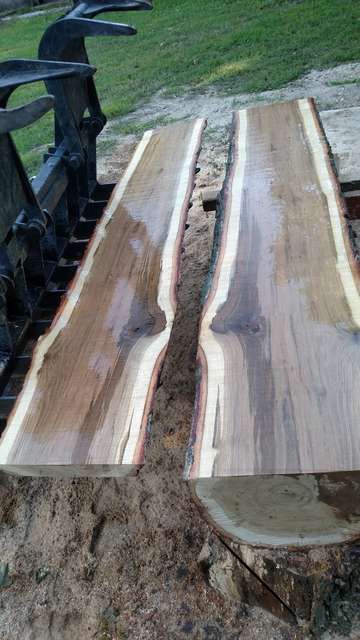 Chestnut oak slab2

