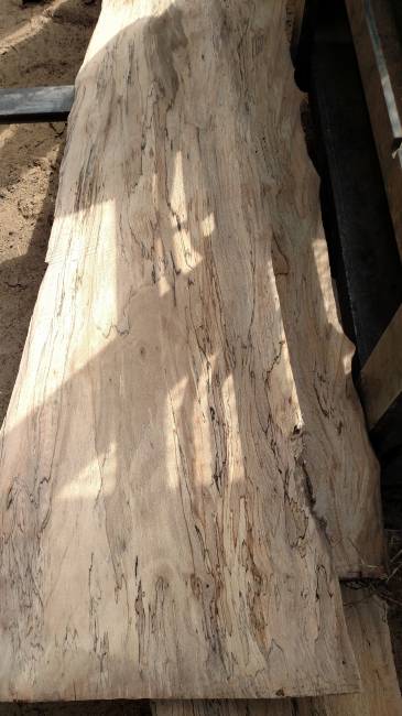 Jakes Sycamore Spalted
