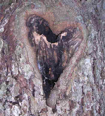 Maple heart
This tree has heart, about 18" twisty ol maple.
