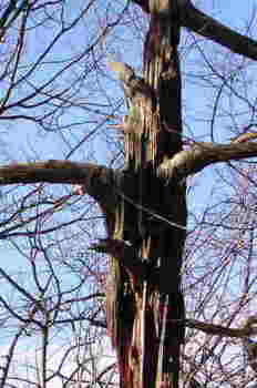 Totm Tree
looks like a totm pole to me!
