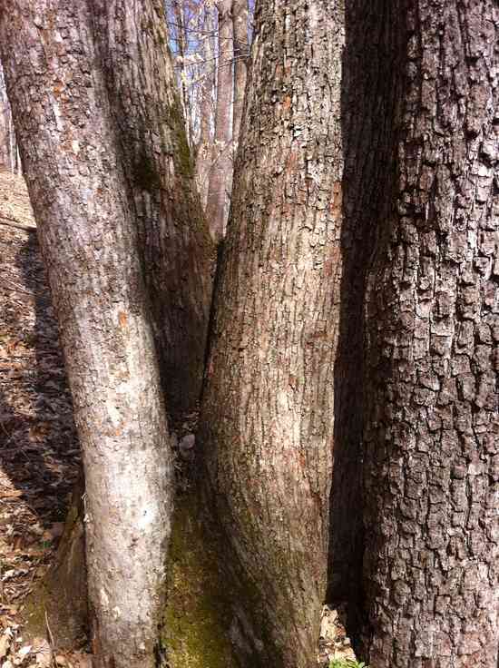mystery tree next to walnut
