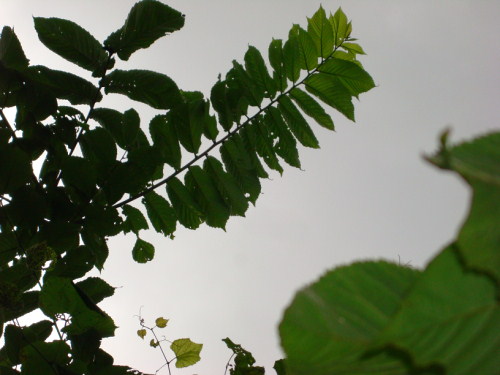 Ailanthus leaf
Ailanthus volunteer in regen opening
Keywords: Ailanthus invasive