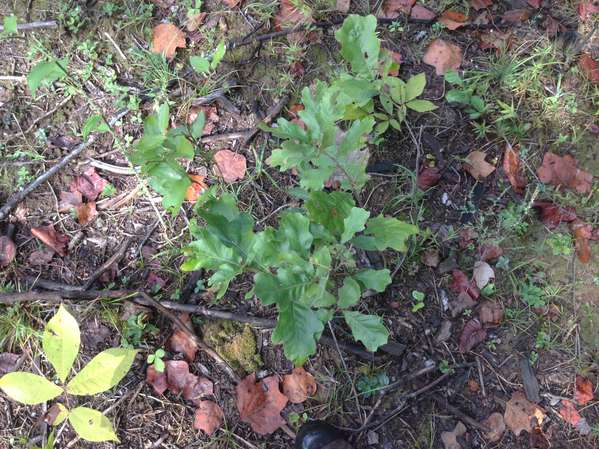 Black Oak and Hickory seedlings 092113
