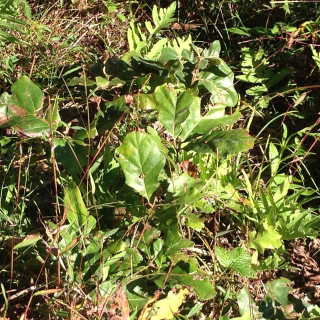 Oak seedling sensitive fern 092115
