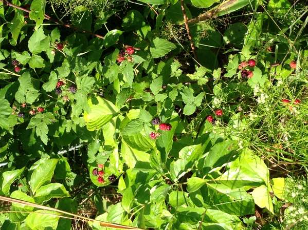 Black_rasberry_Rubus_fruiticosus.JPG