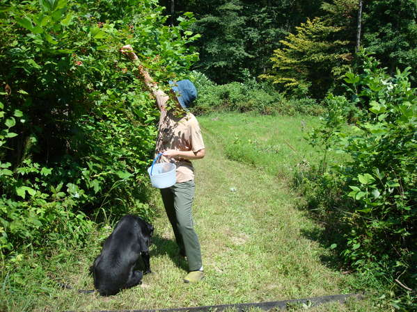 Berry Harvest
Linnea and Chester harvesting berries
