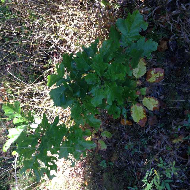 Oak seedling 092115
