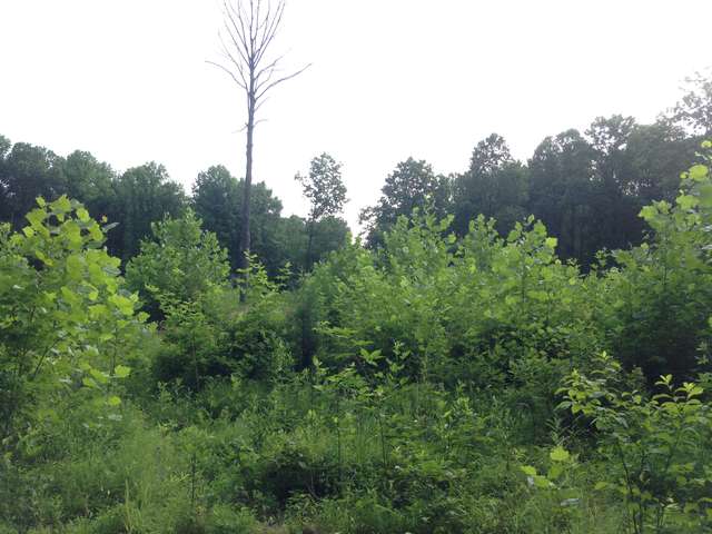 Plantanus occidentalis (American sycamore) overtaking Juniperus virginiana (Eastern red cedar) 062016
