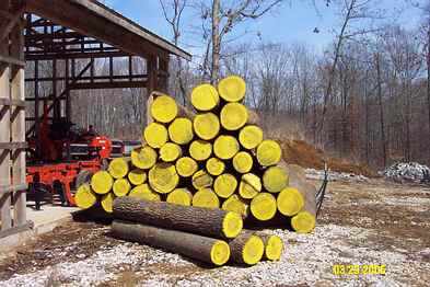 Poplar logs for siding
Poplar logs to be used as siding for the saw barn
Keywords: poplar logs oww wannabe