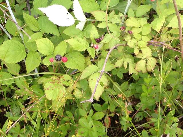 Rubus occidentalis (Black raspberry) 2 062116 
