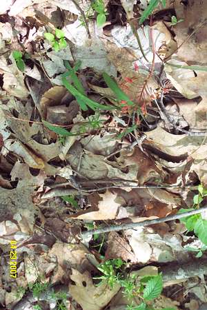 Showy Orchid
Showy Orchid among leaf litter
Keywords: OWW woods orchid