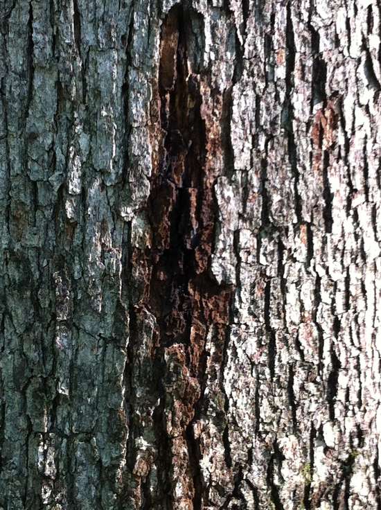 Wound in White Oak close up
