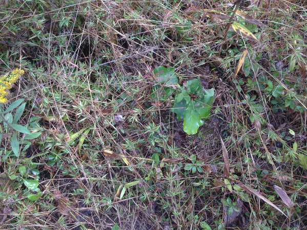 White Oak seedling 092113
