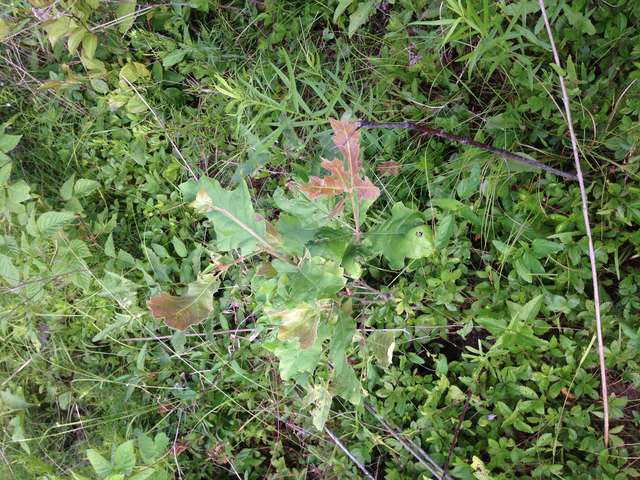 some type of red oak seedling 062016 
