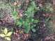 Black_Oak_and_Hickory_seedlings_092113.JPG