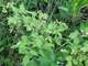 Rubus_occidentalis_28Back_raspberr29_062016_-_Copy.JPG