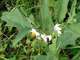 Solanum_carolinense_28Horsenettle29_062016_-_Copy.JPG