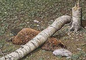 Beaver
Dead Beaver
Keywords: Beaver