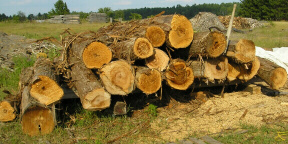 Logs
I don't need or want for that matter #1 logs to manufacture shingles. The big rotten butts make for the best shingles.

